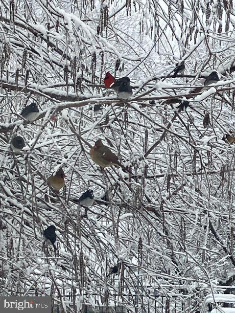 15700 TRAPSHIRE CT, WATERFORD, Virginia 20197, 5 Bedrooms Bedrooms, ,3 BathroomsBathrooms,Residential,For sale,15700 TRAPSHIRE CT,VALO2111108 MLS # VALO2111108 15700 TRAPSHIRE CT, WATERFORD, Virginia 20197, 5 Bedrooms Bedrooms, ,3 BathroomsBathrooms,Residential,For sale,15700 TRAPSHIRE CT,VALO2111108 MLS # VALO2111108