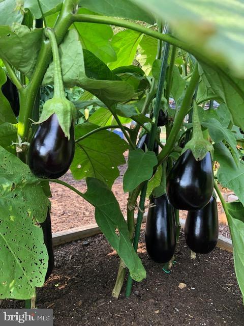 15700 TRAPSHIRE CT, WATERFORD, Virginia 20197, 5 Bedrooms Bedrooms, ,3 BathroomsBathrooms,Residential,For sale,15700 TRAPSHIRE CT,VALO2111108 MLS # VALO2111108