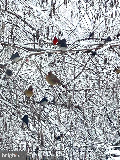 15700 TRAPSHIRE CT, WATERFORD, Virginia 20197, 5 Bedrooms Bedrooms, ,3 BathroomsBathrooms,Residential,For sale,15700 TRAPSHIRE CT,VALO2111108 MLS # VALO2111108