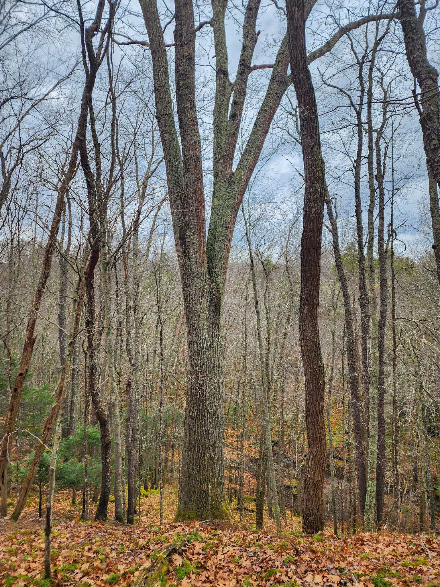 3763 POTOMAC RIVER RD, MONTEREY, Virginia 24465, ,Land,3763 POTOMAC RIVER RD,671207 MLS # 671207