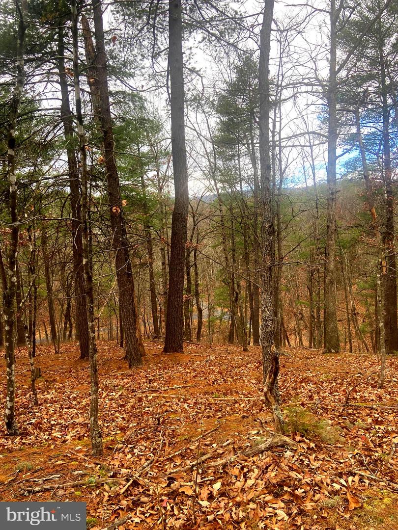 SPITZ LN., BASYE, Virginia 22810, ,Land,For sale,SPITZ LN.,VASH2013020 MLS # VASH2013020