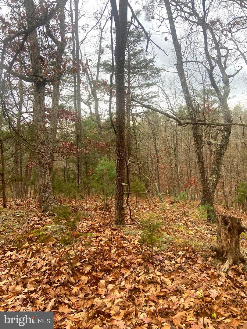 SPITZ LN., BASYE, Virginia 22810, ,Land,For sale,SPITZ LN.,VASH2013020 MLS # VASH2013020