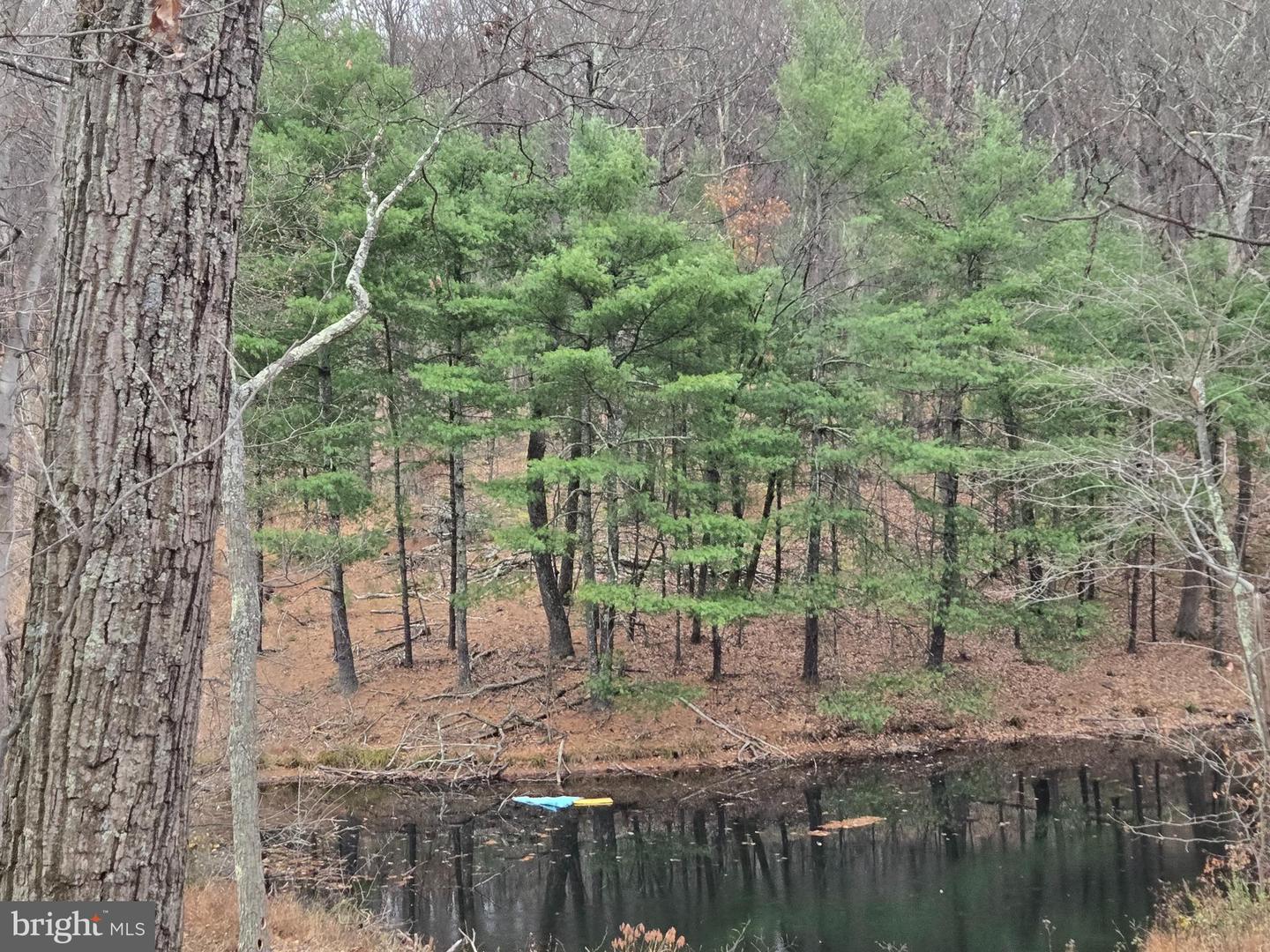 0 SHOCKEYSVILLE RD, WINCHESTER, Virginia 22603, ,Land,For sale,0 SHOCKEYSVILLE RD,VAFV2038088 MLS # VAFV2038088