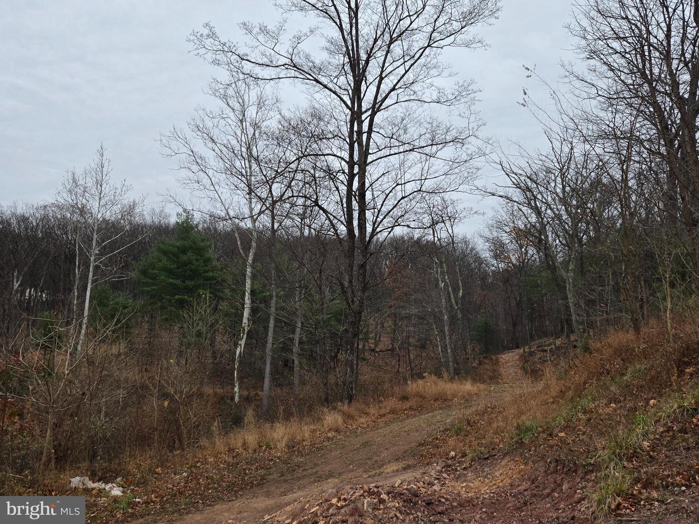 0 SHOCKEYSVILLE RD, WINCHESTER, Virginia 22603, ,Land,For sale,0 SHOCKEYSVILLE RD,VAFV2038088 MLS # VAFV2038088