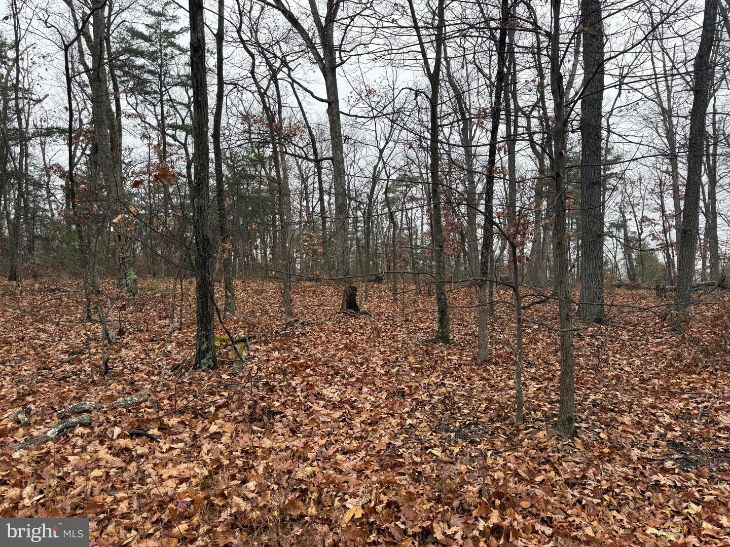 0 WHITE PINE LN, WINCHESTER, Virginia 22602, ,Land,For sale,0 WHITE PINE LN,VAFV2038116 MLS # VAFV2038116