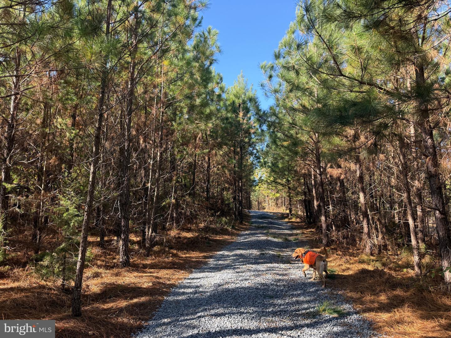 0 HARDWARE RD, SCOTTSVILLE, Virginia 24562, ,Land,For sale,0 HARDWARE RD,VABH2000240 MLS # VABH2000240 0 HARDWARE RD, SCOTTSVILLE, Virginia 24562, ,Land,For sale,0 HARDWARE RD,VABH2000240 MLS # VABH2000240