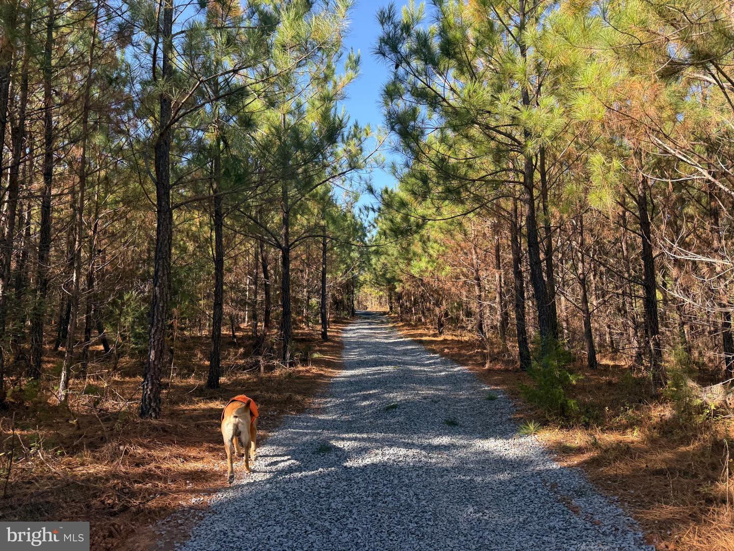 0 HARDWARE RD, SCOTTSVILLE, Virginia 24562, ,Land,For sale,0 HARDWARE RD,VABH2000240 MLS # VABH2000240 0 HARDWARE RD, SCOTTSVILLE, Virginia 24562, ,Land,For sale,0 HARDWARE RD,VABH2000240 MLS # VABH2000240