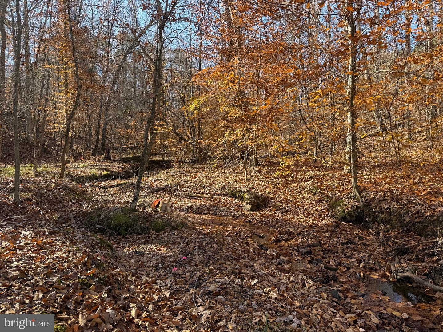 0 HARDWARE RD, SCOTTSVILLE, Virginia 24562, ,Land,For sale,0 HARDWARE RD,VABH2000240 MLS # VABH2000240 0 HARDWARE RD, SCOTTSVILLE, Virginia 24562, ,Land,For sale,0 HARDWARE RD,VABH2000240 MLS # VABH2000240