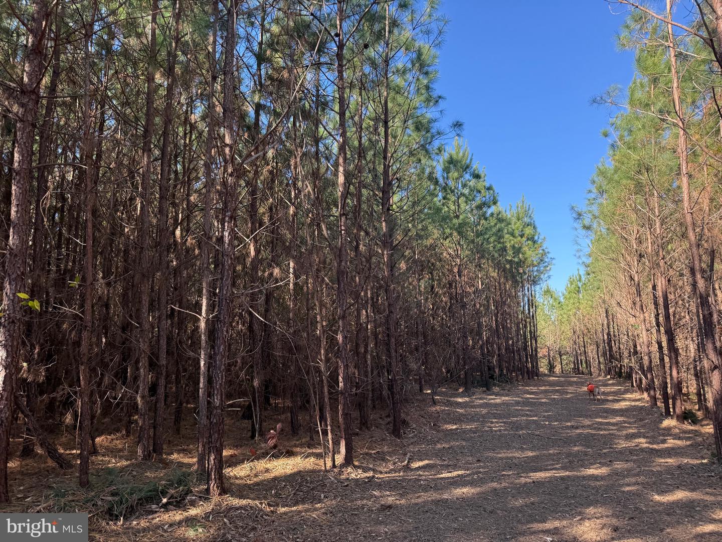 0 HARDWARE RD, SCOTTSVILLE, Virginia 24562, ,Land,For sale,0 HARDWARE RD,VABH2000240 MLS # VABH2000240 0 HARDWARE RD, SCOTTSVILLE, Virginia 24562, ,Land,For sale,0 HARDWARE RD,VABH2000240 MLS # VABH2000240