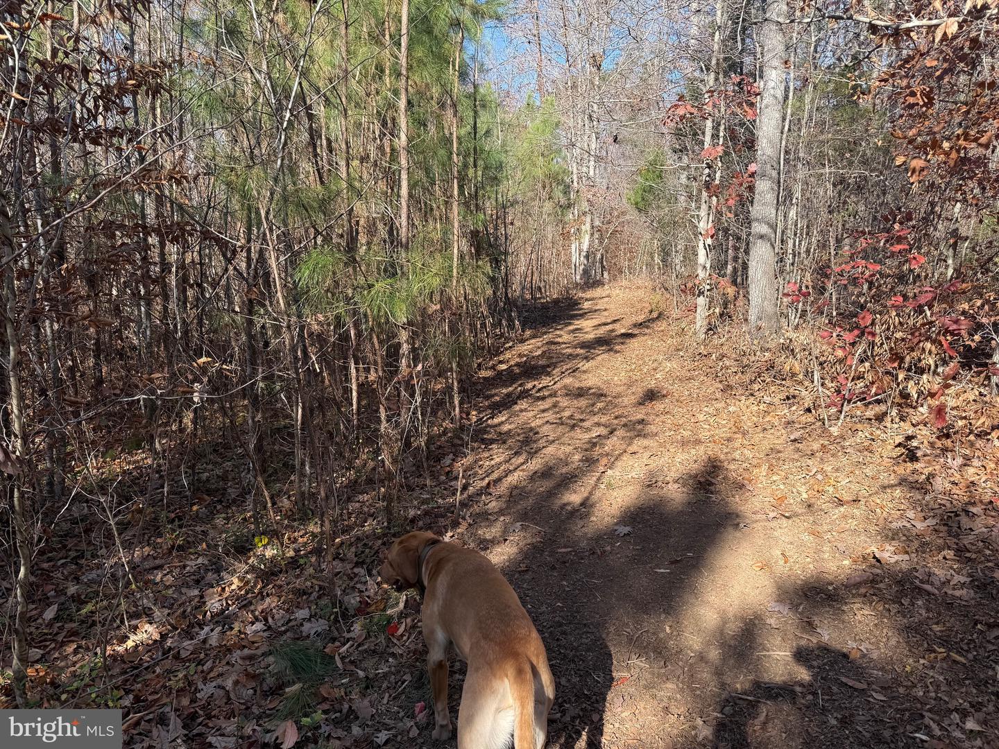 1 HARDWARE RD, SCOTTSVILLE, Virginia 24562, ,Land,For sale,1 HARDWARE RD,VABH2000242 MLS # VABH2000242