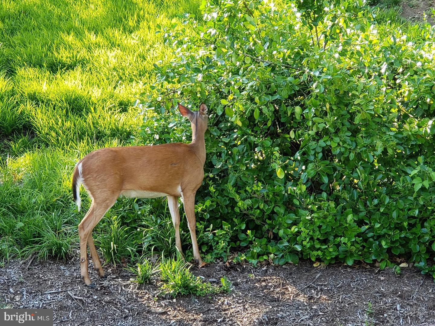 5902 MOUNT EAGLE DR #801, ALEXANDRIA, Virginia 22303, 2 Bedrooms Bedrooms, ,2 BathroomsBathrooms,Residential,For sale,5902 MOUNT EAGLE DR #801,VAFX2277422 MLS # VAFX2277422