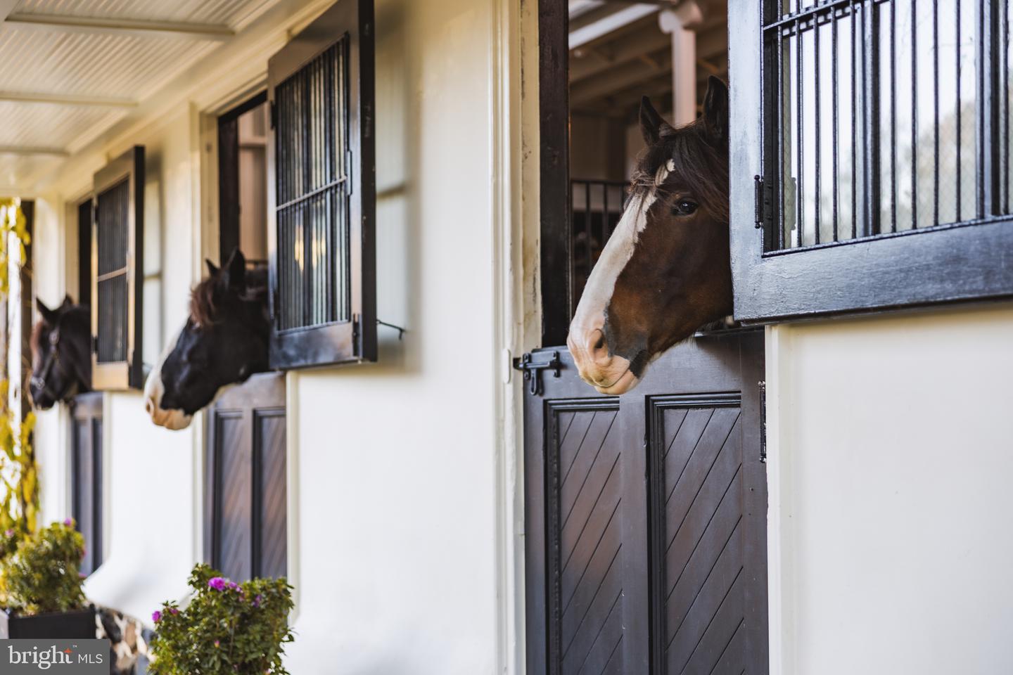 21846 TRAPPE RD, UPPERVILLE, Virginia 20184, 11 Bedrooms Bedrooms, ,9 BathroomsBathrooms,Residential,For sale,21846 TRAPPE RD,VALO2111024 MLS # VALO2111024 21846 TRAPPE RD, UPPERVILLE, Virginia 20184, 11 Bedrooms Bedrooms, ,9 BathroomsBathrooms,Residential,For sale,21846 TRAPPE RD,VALO2111024 MLS # VALO2111024