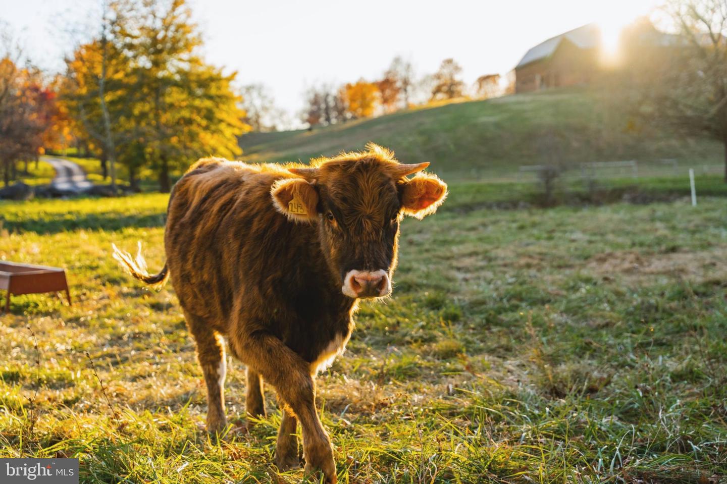 21846 TRAPPE RD, UPPERVILLE, Virginia 20184, 11 Bedrooms Bedrooms, ,9 BathroomsBathrooms,Residential,For sale,21846 TRAPPE RD,VALO2111024 MLS # VALO2111024 21846 TRAPPE RD, UPPERVILLE, Virginia 20184, 11 Bedrooms Bedrooms, ,9 BathroomsBathrooms,Residential,For sale,21846 TRAPPE RD,VALO2111024 MLS # VALO2111024