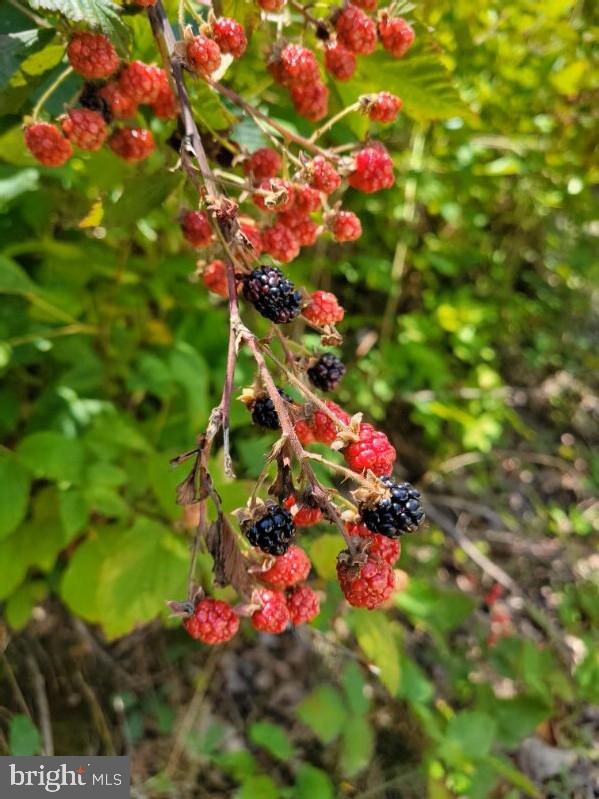 LOT 2 GALLOWAY SPRING LN, STANLEY, Virginia 22851, ,Land,For sale,LOT 2 GALLOWAY SPRING LN,VAPA2005608 MLS # VAPA2005608 LOT 2 GALLOWAY SPRING LN, STANLEY, Virginia 22851, ,Land,For sale,LOT 2 GALLOWAY SPRING LN,VAPA2005608 MLS # VAPA2005608