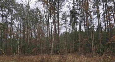 16 EVERGREEN DR #16, COLONIAL BEACH, Virginia 22443, ,Land,For sale,16 EVERGREEN DR #16,671359 MLS # 671359