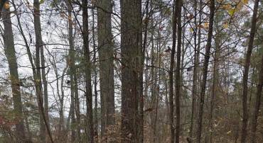 19 EVERGREEN DR #19, COLONIAL BEACH, Virginia 22443, ,Land,For sale,19 EVERGREEN DR #19,671364 MLS # 671364