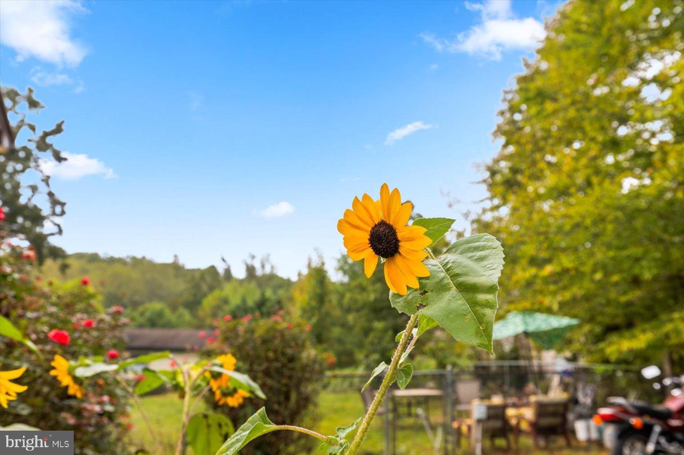 621 HOLLY CORNER RD, FREDERICKSBURG, Virginia 22406, 3 Bedrooms Bedrooms, 5 Rooms Rooms,2 BathroomsBathrooms,Residential,For sale,621 HOLLY CORNER RD,VAST2043240 MLS # VAST2043240