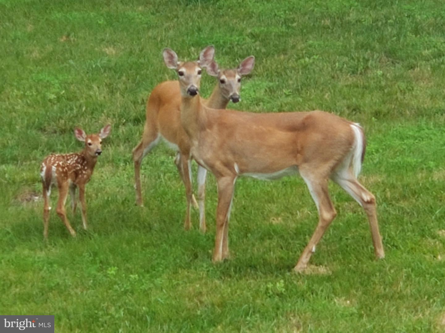 9073 RIBBON FALLS LOOP, BRISTOW, Virginia 20136, 4 Bedrooms Bedrooms, ,3 BathroomsBathrooms,Residential,For sale,9073 RIBBON FALLS LOOP,VAPW2106444 MLS # VAPW2106444