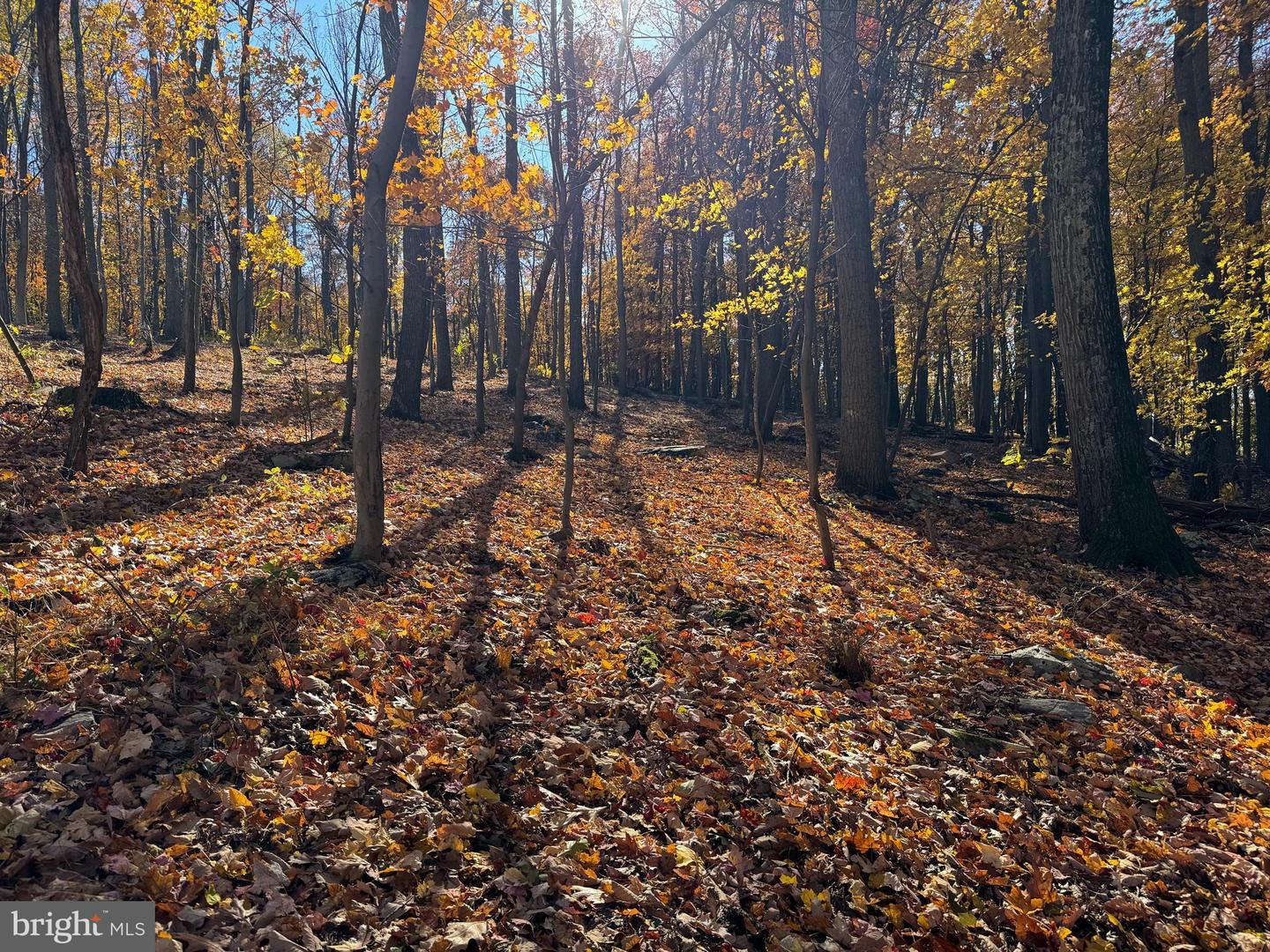 0 DIGGING BEAR LN, PURCELLVILLE, Virginia 20132, ,Land,For sale,0 DIGGING BEAR LN,VALO2111584 MLS # VALO2111584