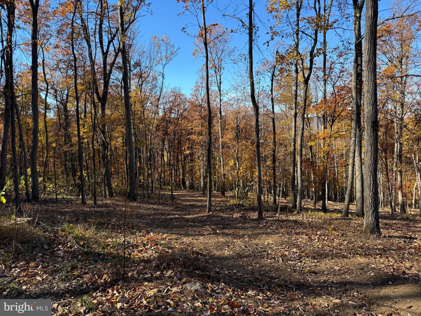 0 DIGGING BEAR LN, PURCELLVILLE, Virginia 20132, ,Land,For sale,0 DIGGING BEAR LN,VALO2111584 MLS # VALO2111584