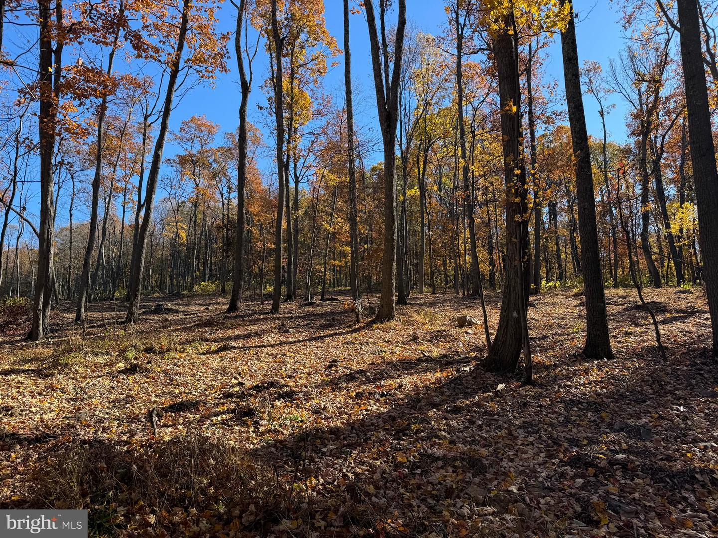 0 DIGGING BEAR LN, HILLSBORO, Virginia 20132, ,Land,For sale,0 DIGGING BEAR LN,VALO2111586 MLS # VALO2111586 0 DIGGING BEAR LN, HILLSBORO, Virginia 20132, ,Land,For sale,0 DIGGING BEAR LN,VALO2111586 MLS # VALO2111586