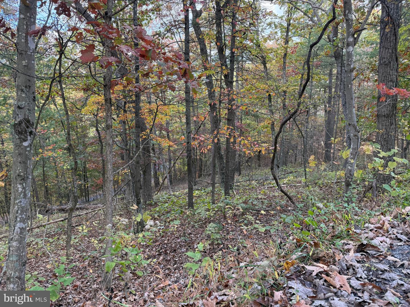 SUSAN RD, MT JACKSON, Virginia 22842, ,Land,For sale,SUSAN RD,VASH2013070 MLS # VASH2013070 SUSAN RD, MT JACKSON, Virginia 22842, ,Land,For sale,SUSAN RD,VASH2013070 MLS # VASH2013070