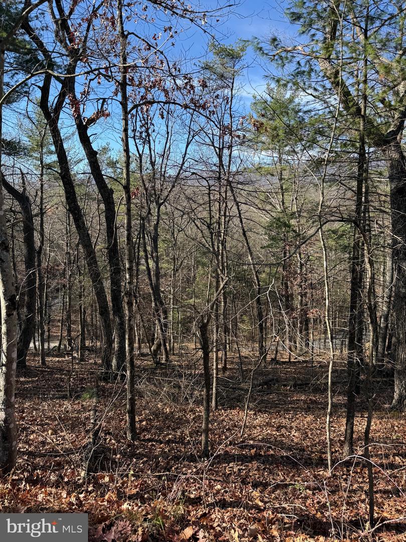 SUSAN RD, MT JACKSON, Virginia 22842, ,Land,For sale,SUSAN RD,VASH2013070 MLS # VASH2013070 SUSAN RD, MT JACKSON, Virginia 22842, ,Land,For sale,SUSAN RD,VASH2013070 MLS # VASH2013070