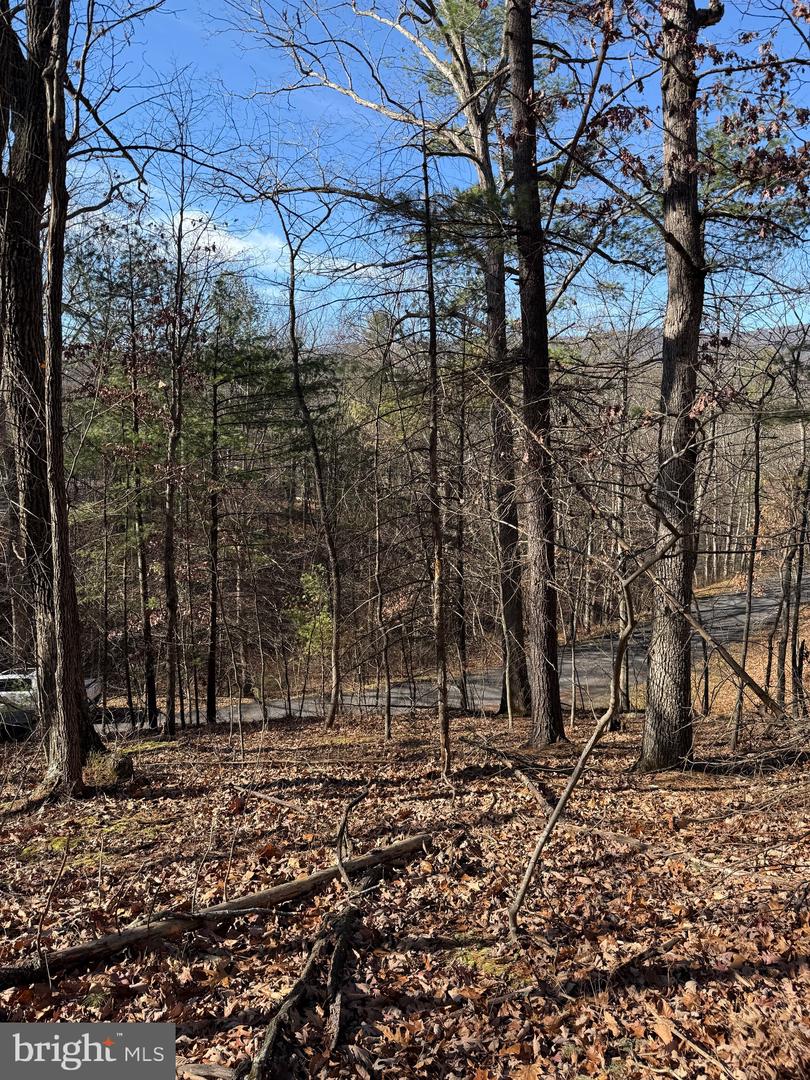 SUSAN RD, MT JACKSON, Virginia 22842, ,Land,For sale,SUSAN RD,VASH2013070 MLS # VASH2013070 SUSAN RD, MT JACKSON, Virginia 22842, ,Land,For sale,SUSAN RD,VASH2013070 MLS # VASH2013070