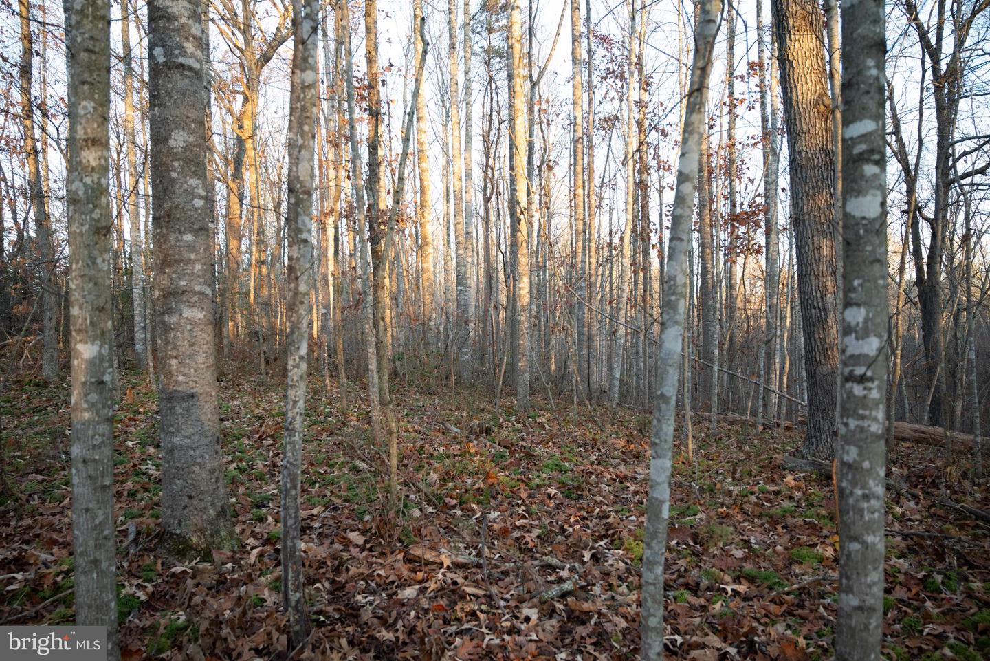 TBD ZACHARY TAYLOR HWY, UNIONVILLE, Virginia 22567, ,Land,For sale,TBD ZACHARY TAYLOR HWY,VAOR2012850 MLS # VAOR2012850