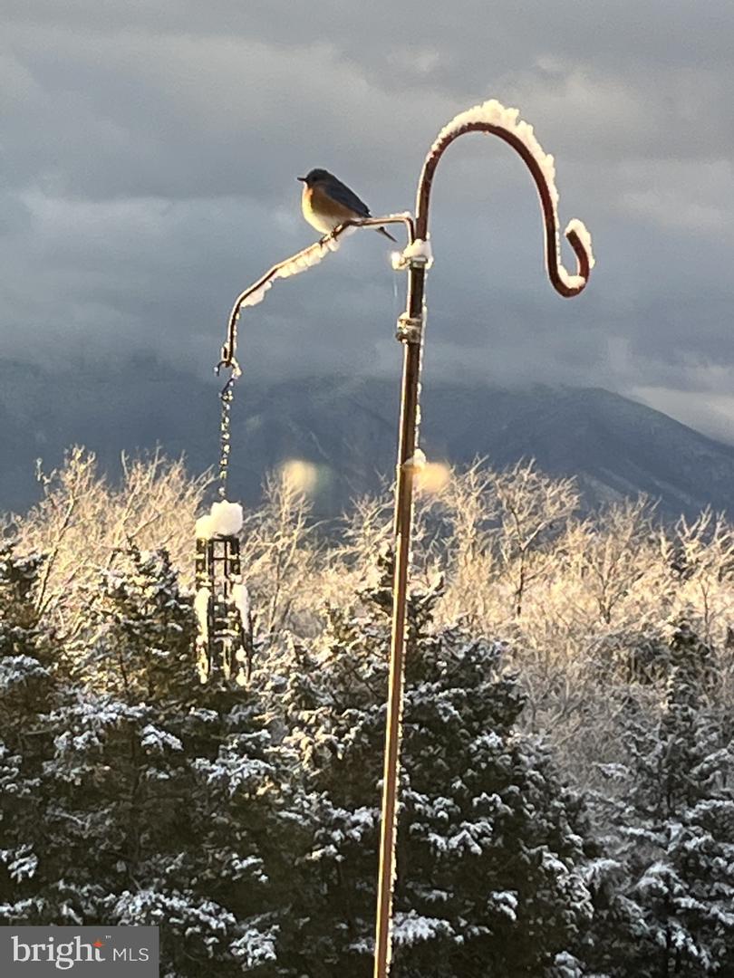 1050 ALMOND DR, LURAY, Virginia 22835, 5 Bedrooms Bedrooms, ,4 BathroomsBathrooms,Residential,For sale,1050 ALMOND DR,VAPA2005574 MLS # VAPA2005574 1050 ALMOND DR, LURAY, Virginia 22835, 5 Bedrooms Bedrooms, ,4 BathroomsBathrooms,Residential,For sale,1050 ALMOND DR,VAPA2005574 MLS # VAPA2005574