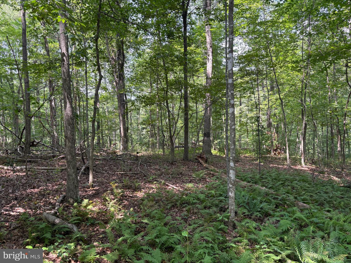 0 WEAVER ROAD, AMISSVILLE, Virginia 20106, ,Land,For sale,0 WEAVER ROAD,VARP2002216 MLS # VARP2002216