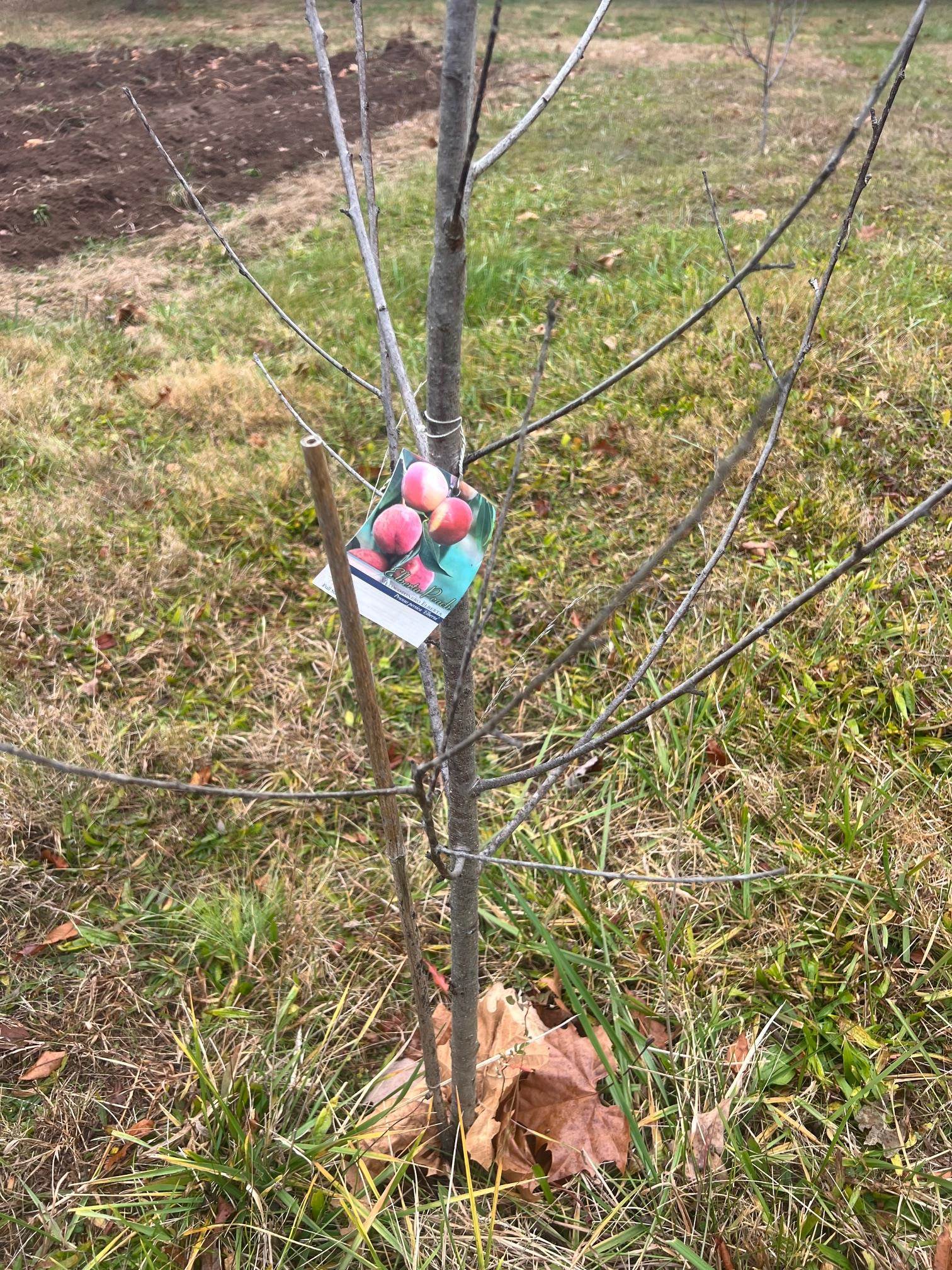 2557 HANKEY MOUNTAIN HWY, CHURCHVILLE, Virginia 24421, ,Land,2557 HANKEY MOUNTAIN HWY,671454 MLS # 671454