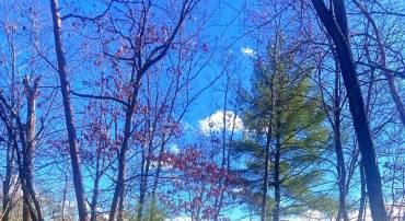 SPITZ LN, BASYE, Virginia 22810, ,Land,For sale,SPITZ LN,VASH2013116 MLS # VASH2013116