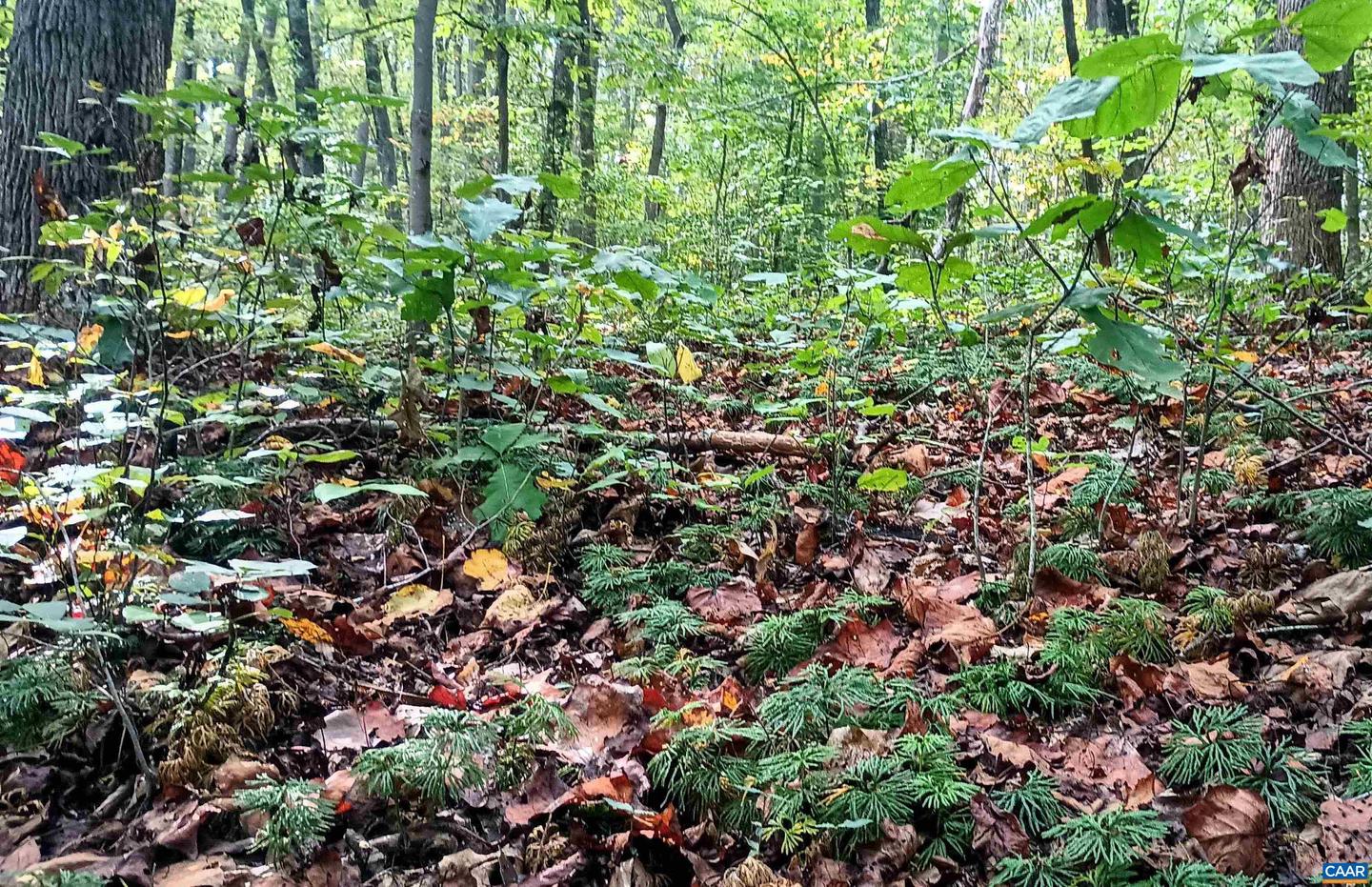 15 DEER RUN LN, SHIPMAN, Virginia 22971, ,Land,For sale,15 DEER RUN LN,671472 MLS # 671472