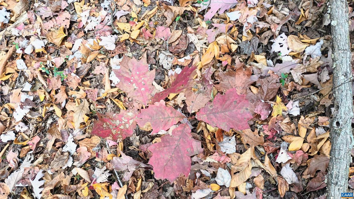 15 DEER RUN LN, SHIPMAN, Virginia 22971, ,Land,For sale,15 DEER RUN LN,671472 MLS # 671472