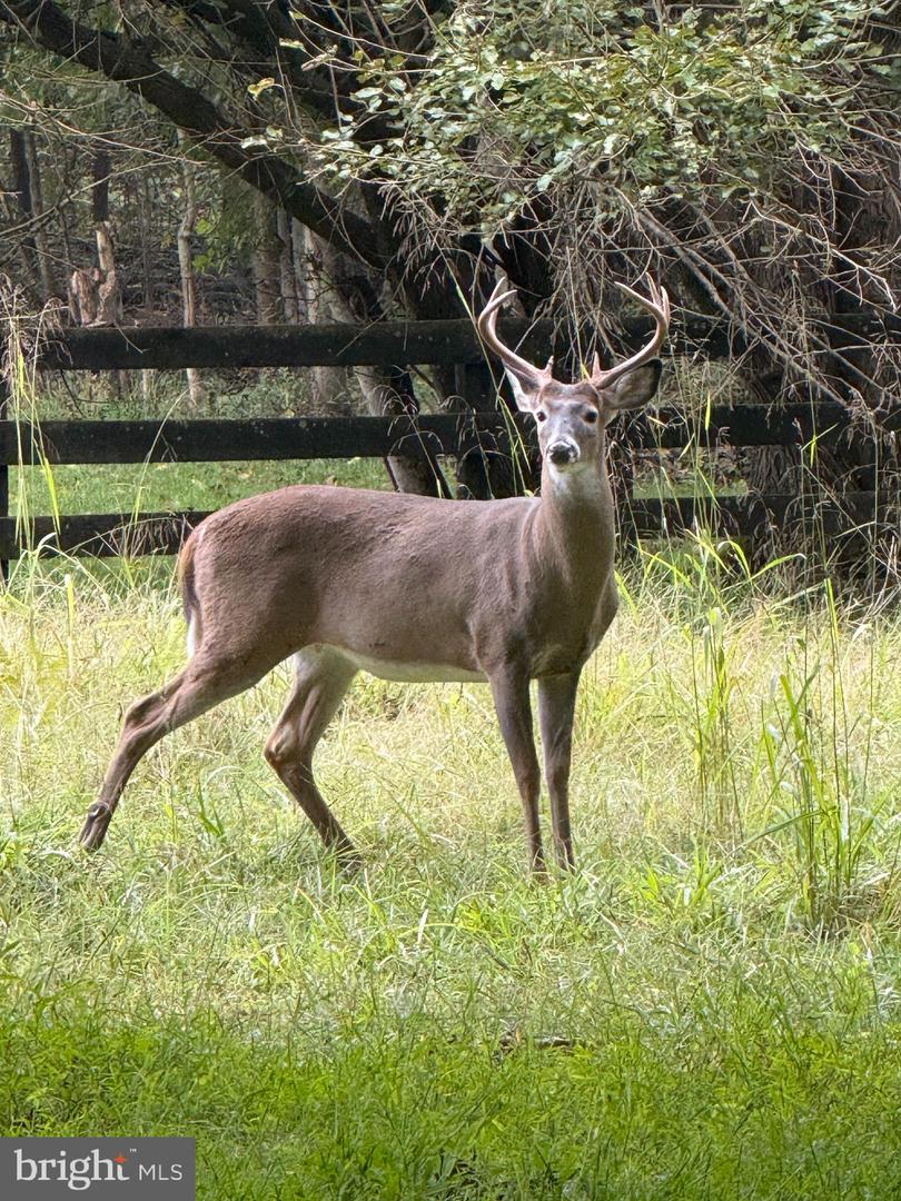 12080 AXLINE RD, LOVETTSVILLE, Virginia 20180, 4 Bedrooms Bedrooms, ,2 BathroomsBathrooms,Residential,For sale,12080 AXLINE RD,VALO2111328 MLS # VALO2111328