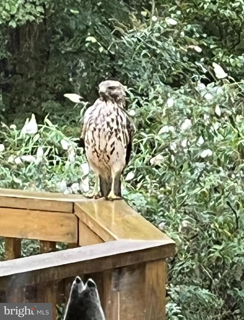 12080 AXLINE RD, LOVETTSVILLE, Virginia 20180, 4 Bedrooms Bedrooms, ,2 BathroomsBathrooms,Residential,For sale,12080 AXLINE RD,VALO2111328 MLS # VALO2111328