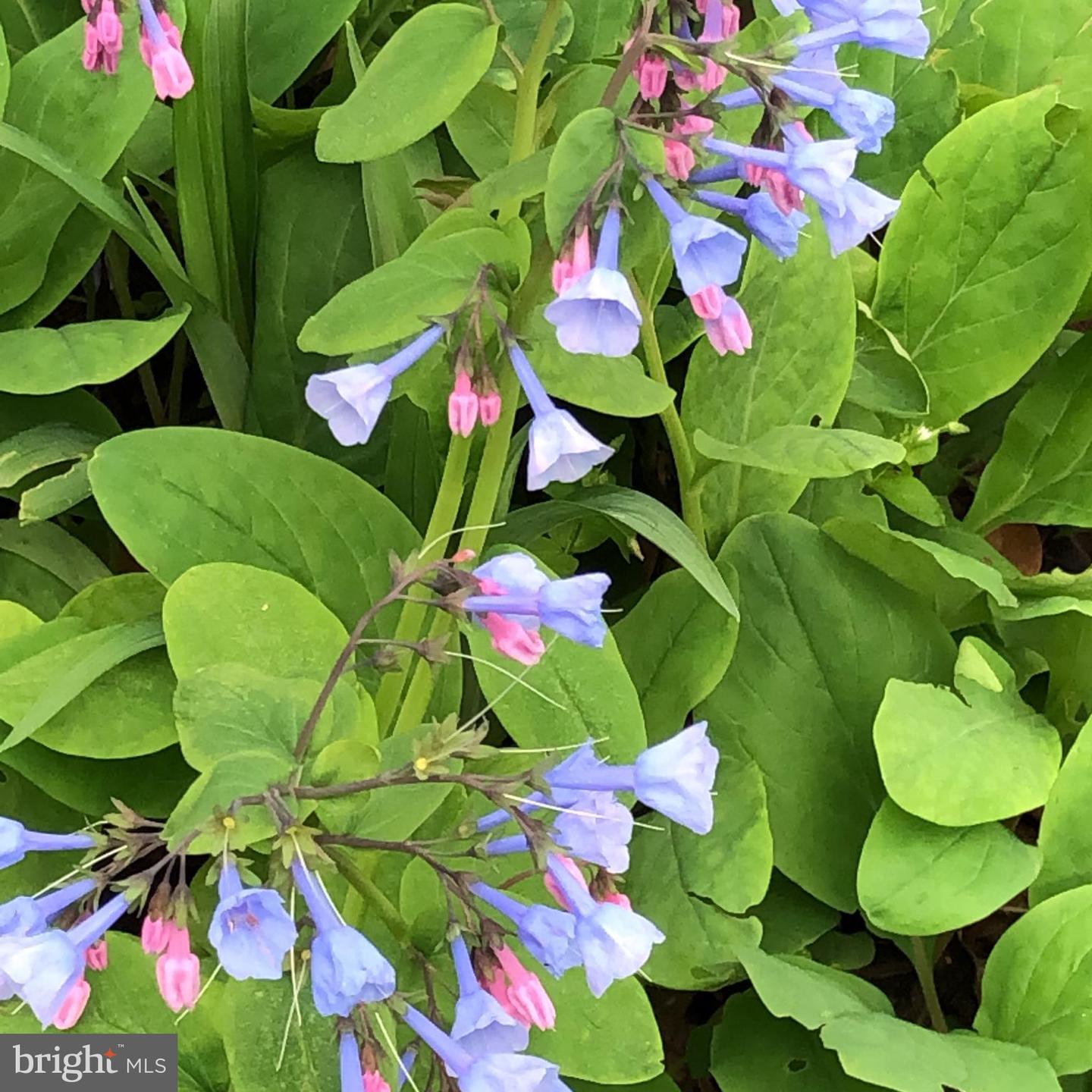 12080 AXLINE RD, LOVETTSVILLE, Virginia 20180, 4 Bedrooms Bedrooms, ,2 BathroomsBathrooms,Residential,For sale,12080 AXLINE RD,VALO2111328 MLS # VALO2111328