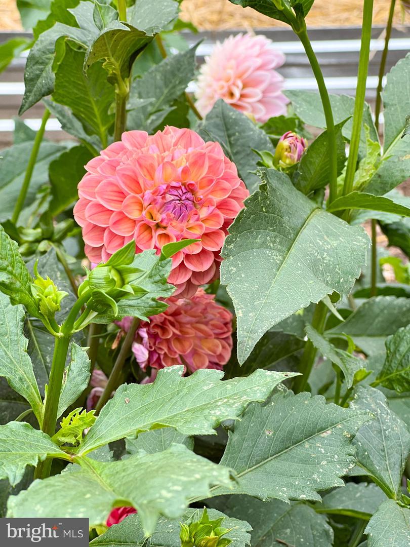 1314 S WEST ST, CULPEPER, Virginia 22701, 2 Bedrooms Bedrooms, ,1 BathroomBathrooms,Residential,For sale,1314 S WEST ST,VACU2011694 MLS # VACU2011694