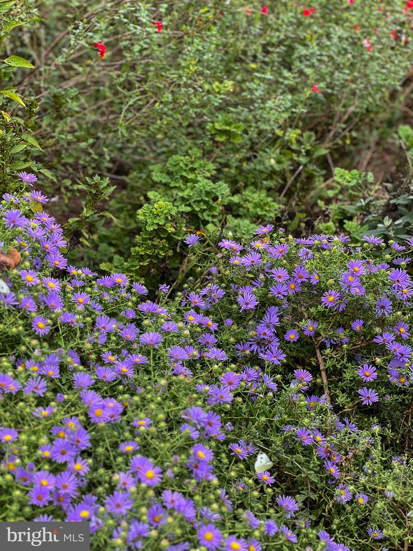 1314 S WEST ST, CULPEPER, Virginia 22701, 2 Bedrooms Bedrooms, ,1 BathroomBathrooms,Residential,For sale,1314 S WEST ST,VACU2011694 MLS # VACU2011694