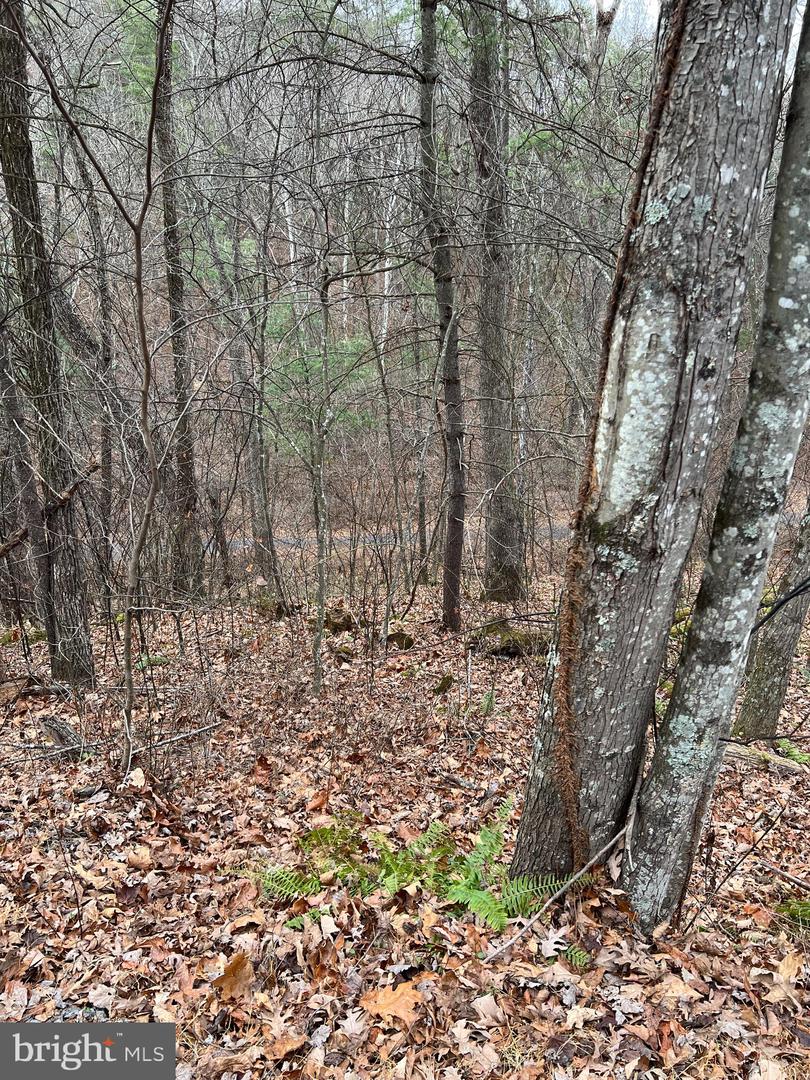 0 CRAB APPLE, MOUNT JACKSON, Virginia 22842, ,Land,For sale,0 CRAB APPLE,VASH2013122 MLS # VASH2013122 0 CRAB APPLE, MOUNT JACKSON, Virginia 22842, ,Land,For sale,0 CRAB APPLE,VASH2013122 MLS # VASH2013122