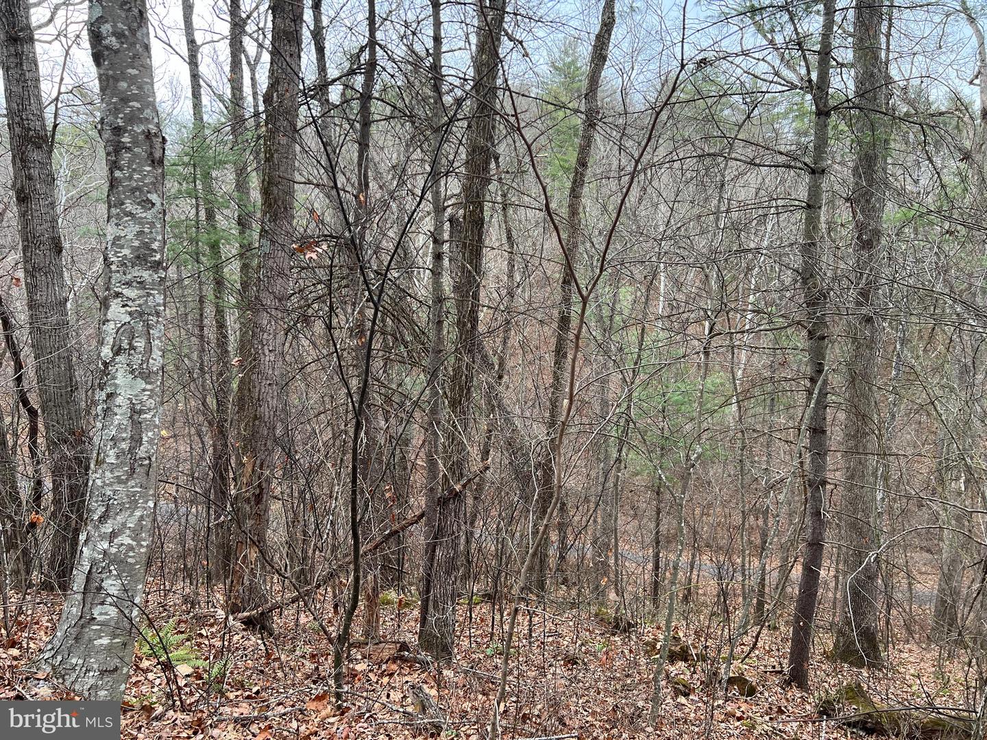 0 CRAB APPLE, MOUNT JACKSON, Virginia 22842, ,Land,For sale,0 CRAB APPLE,VASH2013122 MLS # VASH2013122 0 CRAB APPLE, MOUNT JACKSON, Virginia 22842, ,Land,For sale,0 CRAB APPLE,VASH2013122 MLS # VASH2013122