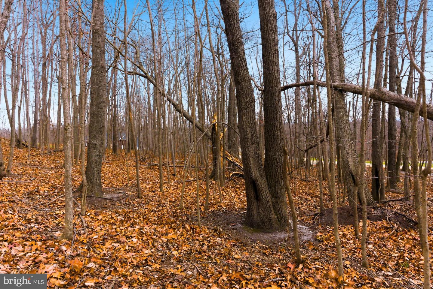 CARDINAL DR, WINCHESTER, Virginia 22602, ,Land,For sale,CARDINAL DR,VAFV2038232 MLS # VAFV2038232