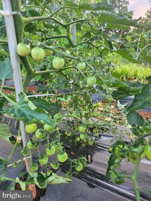 18257 CARTER LN, BRANDY STATION, Virginia 22714, 1 Bedroom Bedrooms, ,1 BathroomBathrooms,Residential,For sale,18257 CARTER LN,VACU2011474 MLS # VACU2011474 18257 CARTER LN, BRANDY STATION, Virginia 22714, 1 Bedroom Bedrooms, ,1 BathroomBathrooms,Residential,For sale,18257 CARTER LN,VACU2011474 MLS # VACU2011474