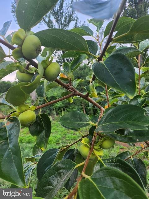 18257 CARTER LN, BRANDY STATION, Virginia 22714, 1 Bedroom Bedrooms, ,1 BathroomBathrooms,Residential,For sale,18257 CARTER LN,VACU2011474 MLS # VACU2011474 18257 CARTER LN, BRANDY STATION, Virginia 22714, 1 Bedroom Bedrooms, ,1 BathroomBathrooms,Residential,For sale,18257 CARTER LN,VACU2011474 MLS # VACU2011474