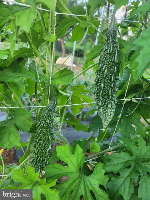 18257 CARTER LN, BRANDY STATION, Virginia 22714, 1 Bedroom Bedrooms, ,1 BathroomBathrooms,Residential,For sale,18257 CARTER LN,VACU2011474 MLS # VACU2011474 18257 CARTER LN, BRANDY STATION, Virginia 22714, 1 Bedroom Bedrooms, ,1 BathroomBathrooms,Residential,For sale,18257 CARTER LN,VACU2011474 MLS # VACU2011474