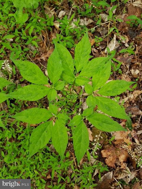 18257 CARTER LN, BRANDY STATION, Virginia 22714, 1 Bedroom Bedrooms, ,1 BathroomBathrooms,Residential,For sale,18257 CARTER LN,VACU2011474 MLS # VACU2011474 18257 CARTER LN, BRANDY STATION, Virginia 22714, 1 Bedroom Bedrooms, ,1 BathroomBathrooms,Residential,For sale,18257 CARTER LN,VACU2011474 MLS # VACU2011474