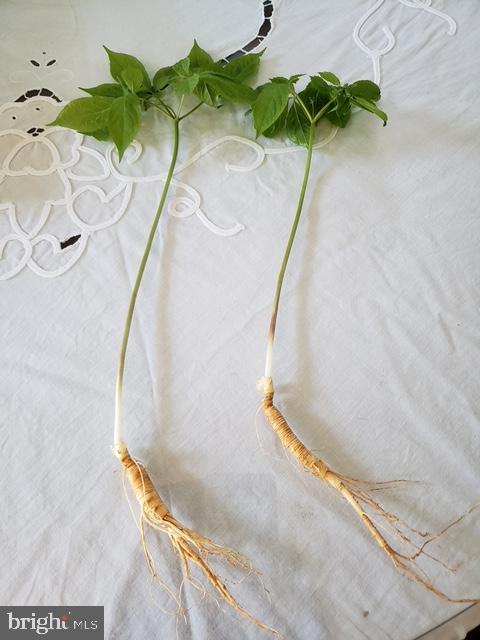 18257 CARTER LN, BRANDY STATION, Virginia 22714, 1 Bedroom Bedrooms, ,1 BathroomBathrooms,Residential,For sale,18257 CARTER LN,VACU2011474 MLS # VACU2011474 18257 CARTER LN, BRANDY STATION, Virginia 22714, 1 Bedroom Bedrooms, ,1 BathroomBathrooms,Residential,For sale,18257 CARTER LN,VACU2011474 MLS # VACU2011474