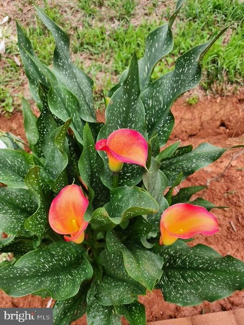 18257 CARTER LN, BRANDY STATION, Virginia 22714, 1 Bedroom Bedrooms, ,1 BathroomBathrooms,Residential,For sale,18257 CARTER LN,VACU2011474 MLS # VACU2011474 18257 CARTER LN, BRANDY STATION, Virginia 22714, 1 Bedroom Bedrooms, ,1 BathroomBathrooms,Residential,For sale,18257 CARTER LN,VACU2011474 MLS # VACU2011474