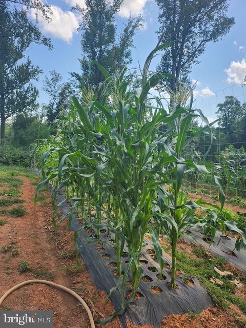 18257 CARTER LN, BRANDY STATION, Virginia 22714, 1 Bedroom Bedrooms, ,1 BathroomBathrooms,Residential,For sale,18257 CARTER LN,VACU2011474 MLS # VACU2011474 18257 CARTER LN, BRANDY STATION, Virginia 22714, 1 Bedroom Bedrooms, ,1 BathroomBathrooms,Residential,For sale,18257 CARTER LN,VACU2011474 MLS # VACU2011474